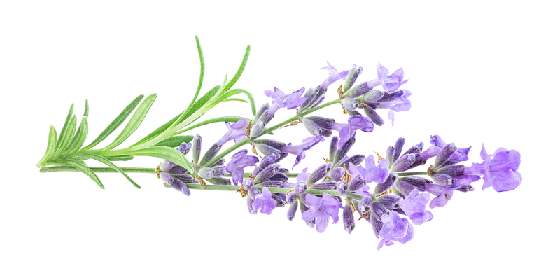 Lavender Flower