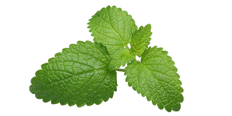 Lemon Balm