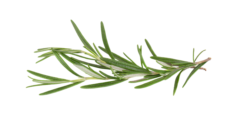 Rosemary Leaf