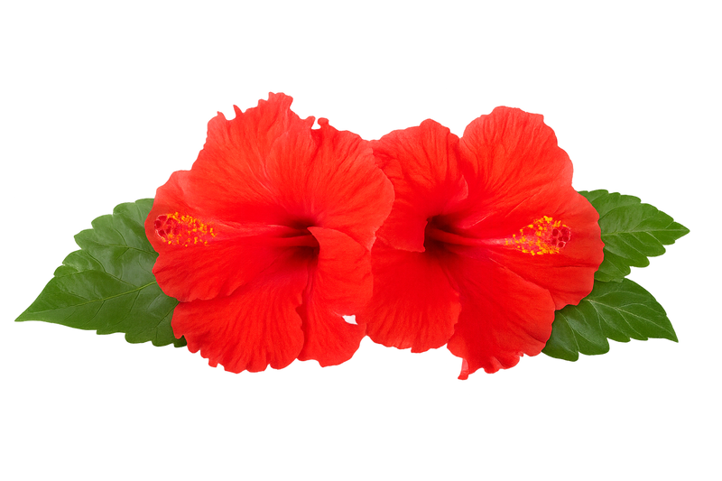 Hibiscus Flower
