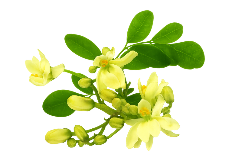 Moringa Leaf