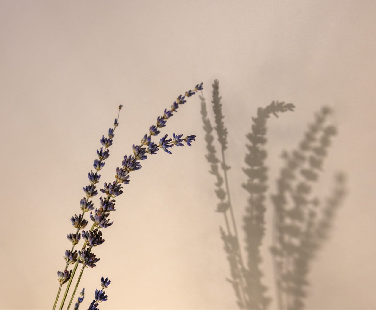 Lavender plant with its shadow on a pinkish-beige background