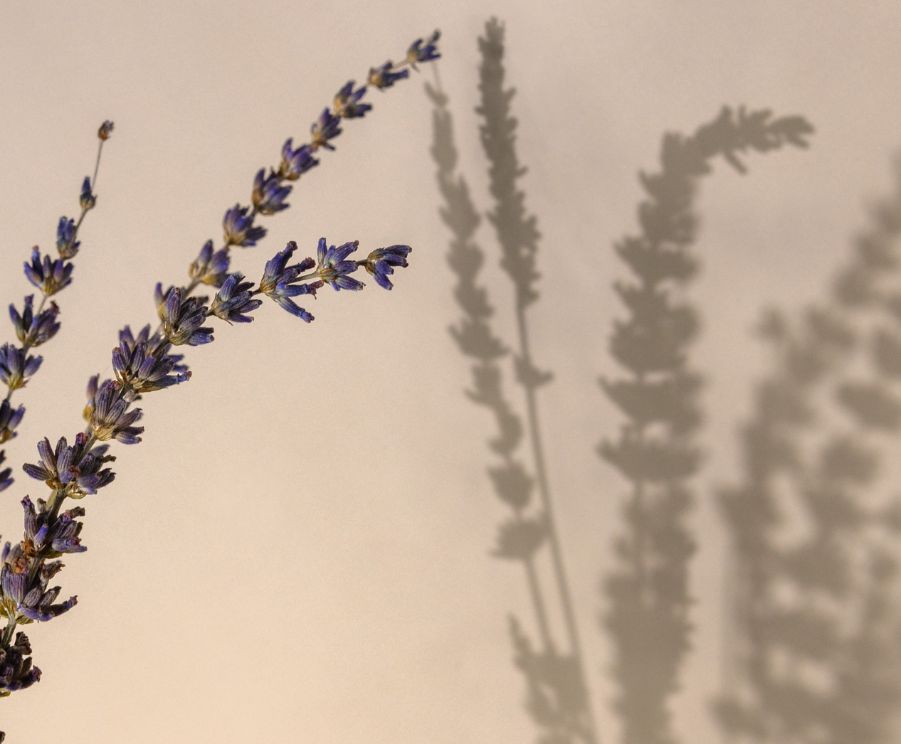 Lavender plant with its shadow on a beige wall